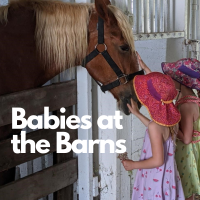 Babies at the Barns